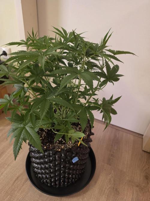 Banana Cream Cake XL Auto🍌?. Week 4 - Freitag🍌😍