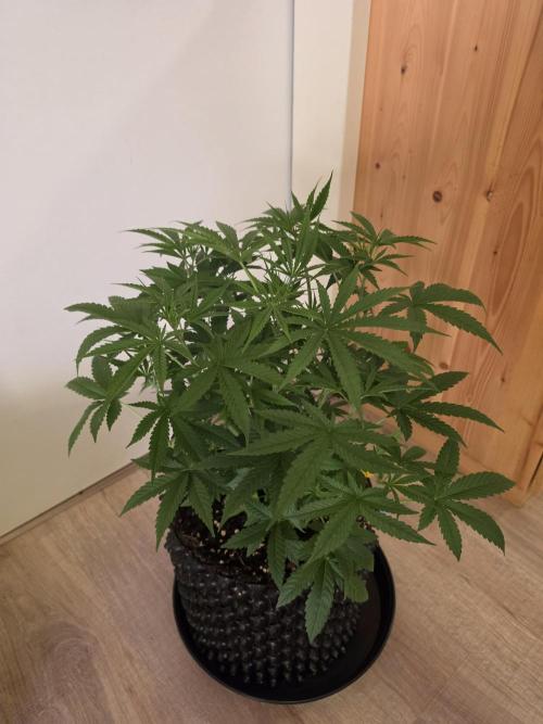 Banana Cream Cake XL Auto🍌?. Week 4 - Samstag🍌😍