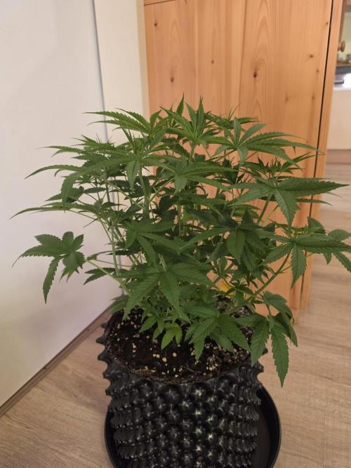 Banana Cream Cake XL Auto. Week 4