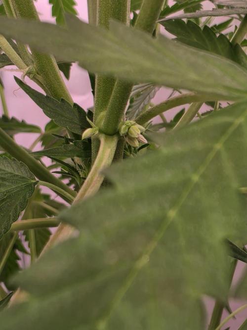 Zamnesia - Toad Venum 😍💯💚. Week 6