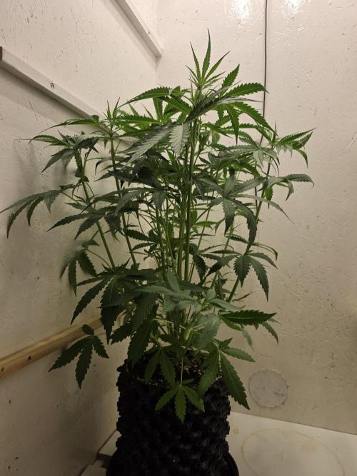 Voyager F1 Auto🍬🍭💚. Week 4 - Dienstag🍭🍬