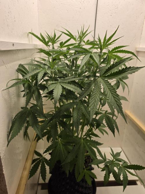 Voyager F1 Auto🍬🍭💚. Week 4 - Mittwoch🍭🍬
