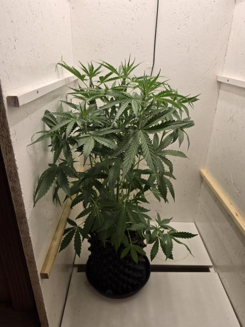 Voyager F1 Auto🍬🍭💚. Week 4 - Donnerstag🍭🍬