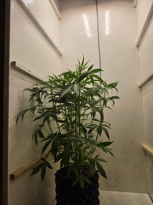 Voyager F1 Auto🍬🍭💚. Week 4 - Freitag🍭🍬