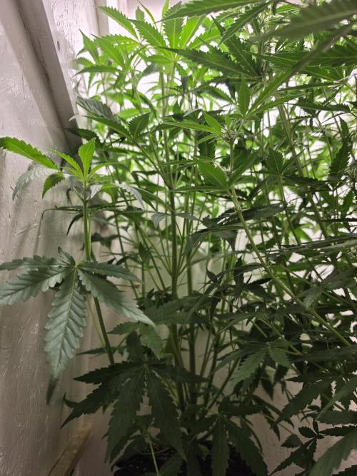 Voyager F1 Auto🍬🍭💚. Week 4 - Sonntag🍭🍬