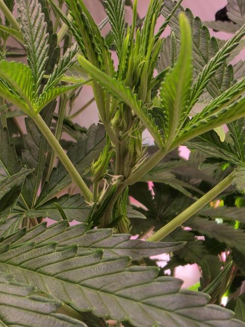 Banana Cream Cake XL Auto🍌?. Week 5 - Dienstag🍌🤗