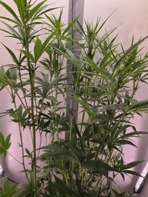 Banana Cream Cake XL Auto🍌?. Week 5 - Mittwoch🍌🤗