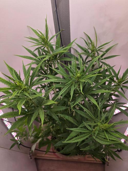 Banana Cream Cake XL Auto🍌?. Week 5 - Donnerstag🍌🤗