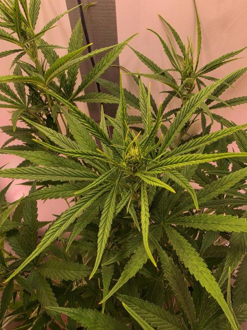 Banana Cream Cake XL Auto🍌?. Week 5 - Freitag🍌🤗