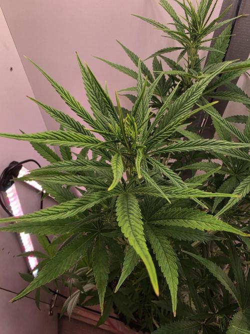Banana Cream Cake XL Auto🍌?. Week 5 - Samstag🍌🤗