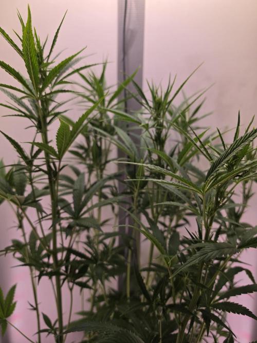 Banana Cream Cake XL Auto🍌?. Week 5 - Sonntag🍌🤗