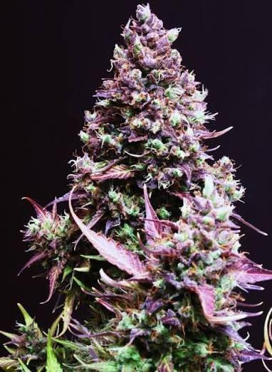 Sweet Seeds Runde🍌🥞🍒. Week 0 - CreamCaramelAuto🥞