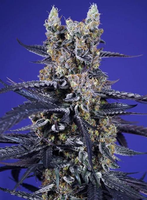 Sweet Seeds Runde🍌🥞🍒. Week 0 - SuperBoofXLAuto🍒