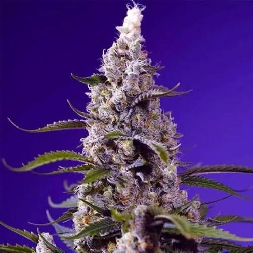 Sweet Seeds Runde🍌🥞🍒. Week 0 - BananaCreamCakeXLAuto🍌