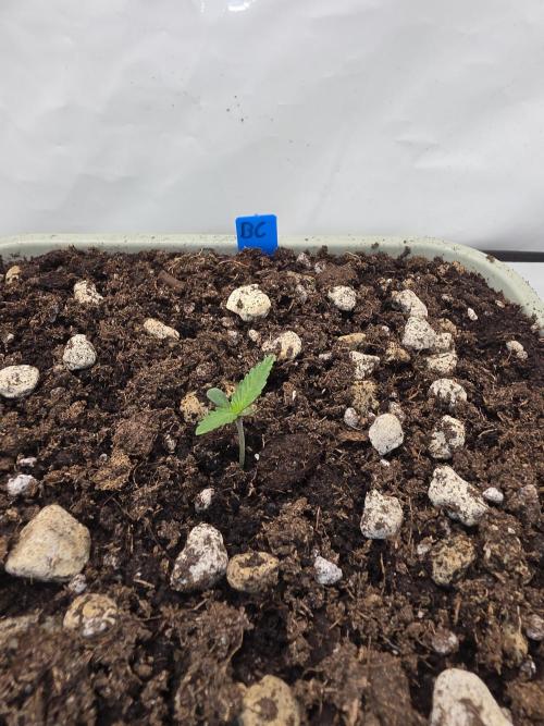 Sweet Seeds Runde🍌🥞🍒. Week 1 - Dienstag🍌