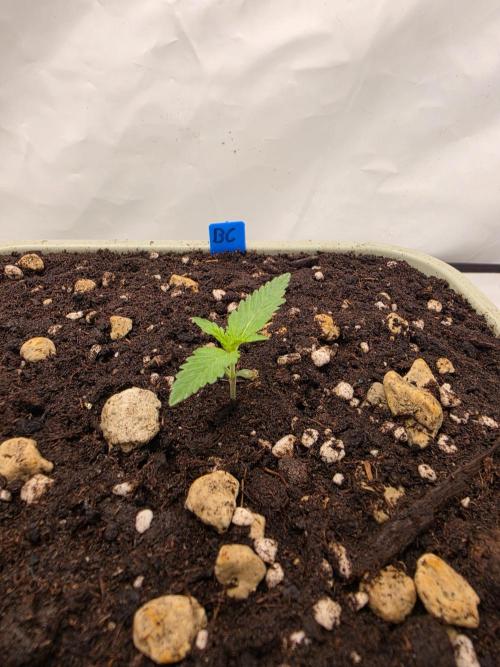 Sweet Seeds Runde🍌🥞🍒. Week 1 - Mittwoch🍌