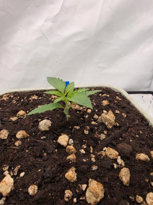 Sweet Seeds Runde🍌🥞🍒. Week 1 - Donnerstag🍌