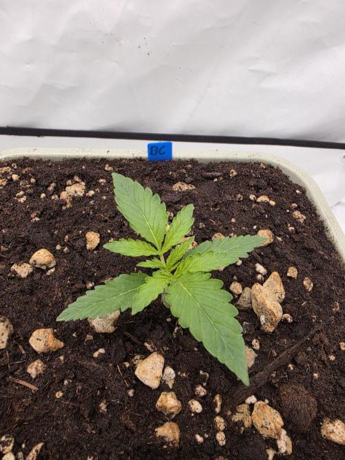Sweet Seeds Runde🍌🥞🍒. Week 1 - Freitag🍌