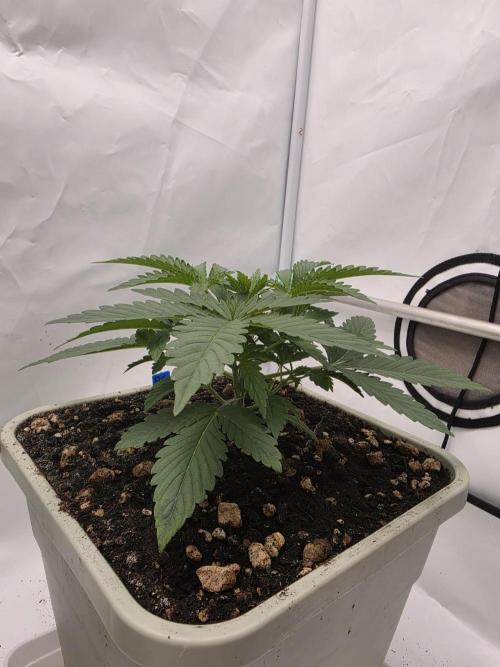 Sweet Seeds Runde🍌🥞🍒. Week 1 - Samstag🍌
