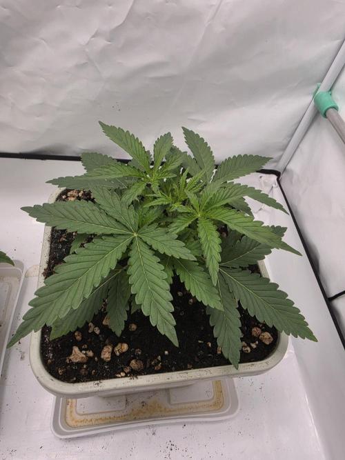 Sweet Seeds Runde🍌🥞🍒. Week 1 - Sonntag🍌