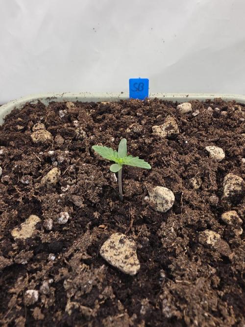 Sweet Seeds Runde🍌🥞🍒. Week 1 - Dienstag🍒