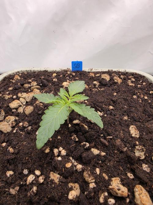 Sweet Seeds Runde🍌🥞🍒. Week 1 - Donnerstag🍒