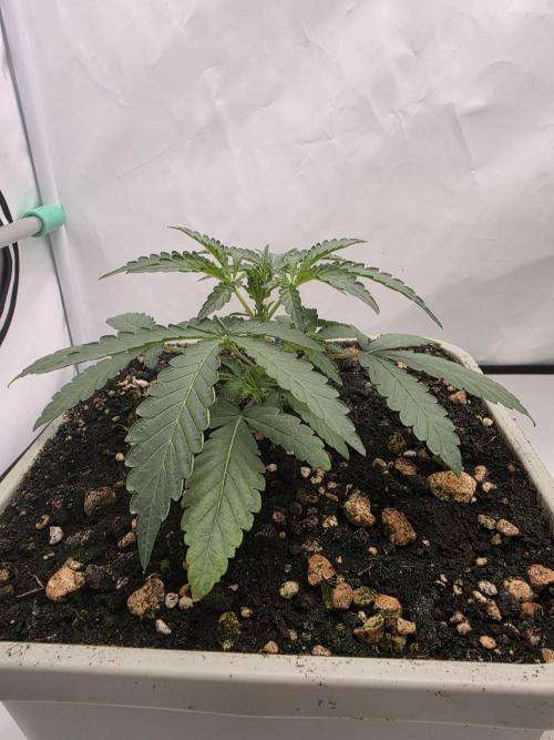 Sweet Seeds Runde🍌🥞🍒. Week 1 - Samstag🍒