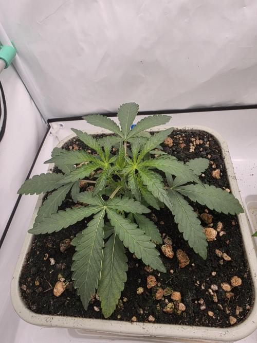 Sweet Seeds Runde🍌🥞🍒. Week 1 - Sonntag🍒