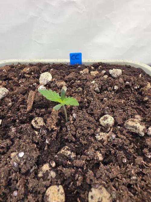 Sweet Seeds Runde🍌🥞🍒. Week 1 - Dienstag🥞