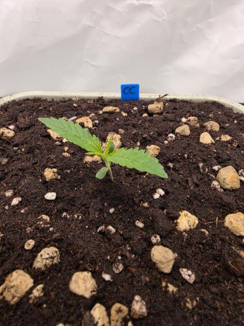 Sweet Seeds Runde🍌🥞🍒. Week 1 - Mittwoch🥞