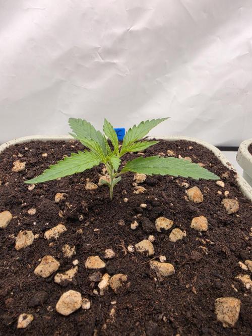 Sweet Seeds Runde🍌🥞🍒. Week 1 - Donnerstag🥞