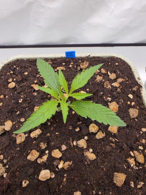 Sweet Seeds Runde🍌🥞🍒. Week 1 - Freitag🥞