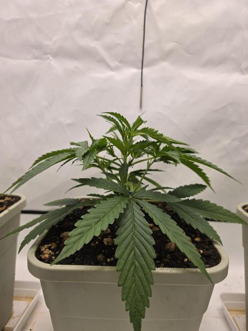 Sweet Seeds Runde🍌🥞🍒. Week 1 - Samstag🥞