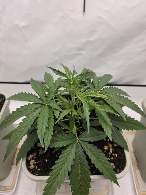 Sweet Seeds Runde🍌🥞🍒. Week 1 - Sonntag🥞