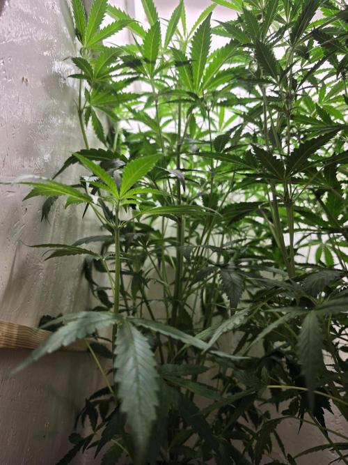 Voyager F1 Auto🍬🍭💚. Week 5