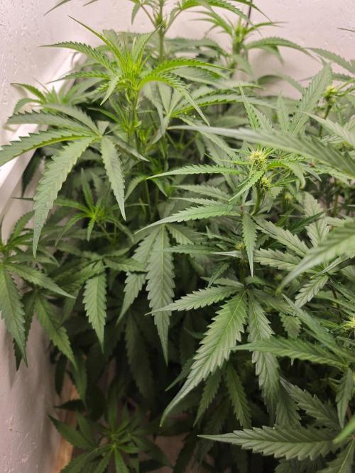 Voyager F1 Auto🍬🍭💚. Week 5
