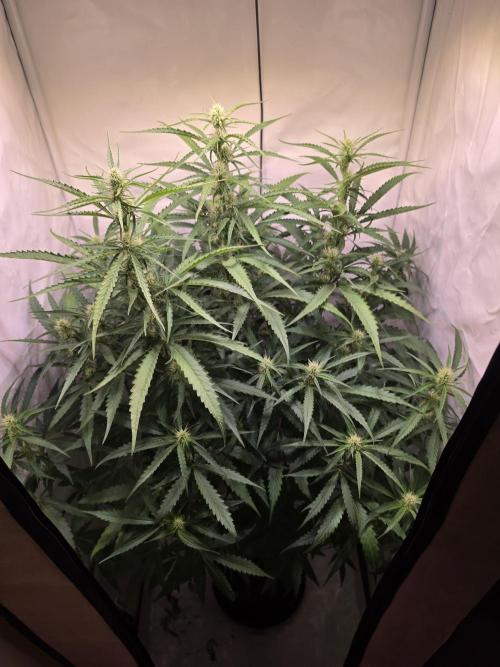 Voyager F1 Auto🍬🍭💚. Week 5