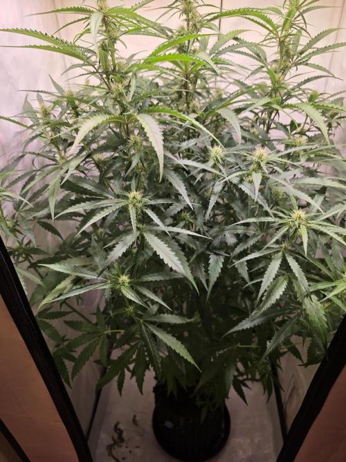 Voyager F1 Auto🍬🍭💚. Week 5