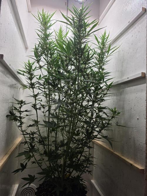 Banana Cream Cake XL Auto🍌?. Week 6 - Montag🍌💋