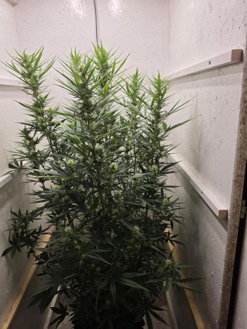 Banana Cream Cake XL Auto🍌?. Week 6 - Dienstag🍌💋