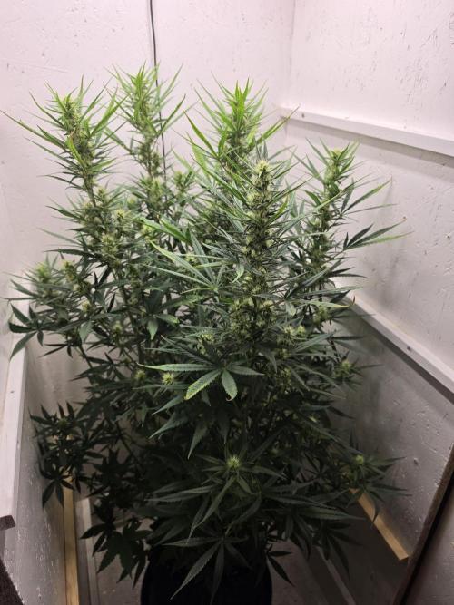 Banana Cream Cake XL Auto🍌?. Week 6 - Mittwoch🍌💋