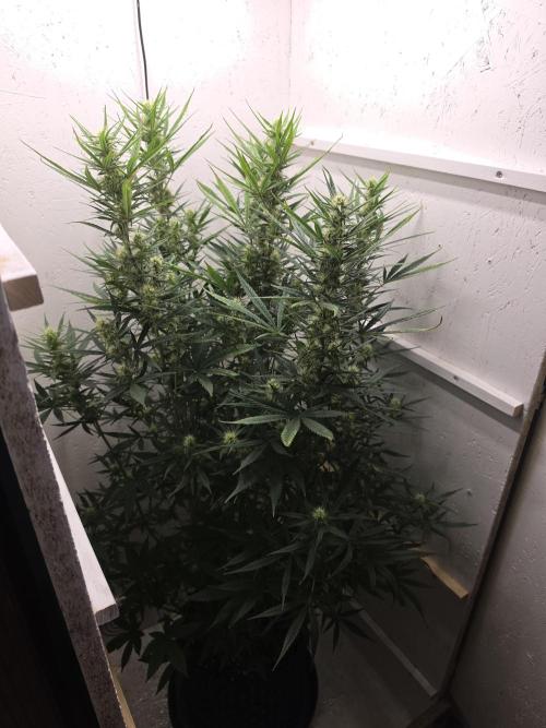 Banana Cream Cake XL Auto🍌?. Week 6 - Donnerstag🍌💋