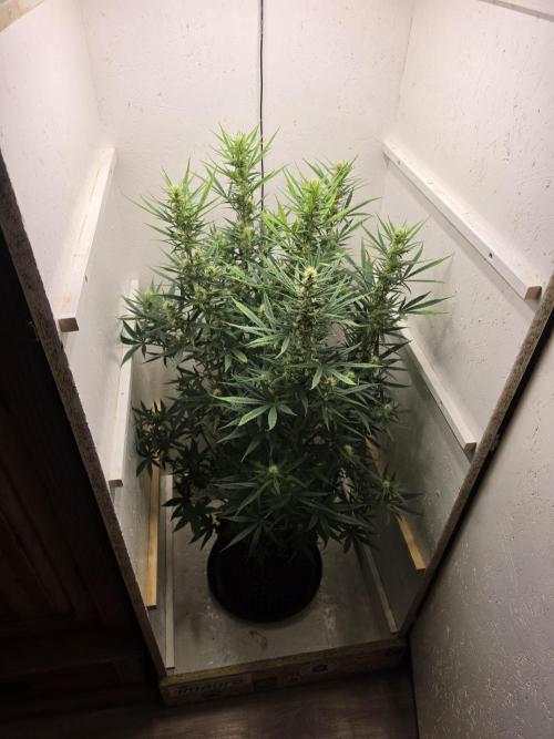 Banana Cream Cake XL Auto🍌?. Week 6 - Freitag🍌💋