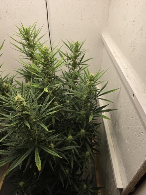 Banana Cream Cake XL Auto🍌?. Week 6 - Samstag🍌💋