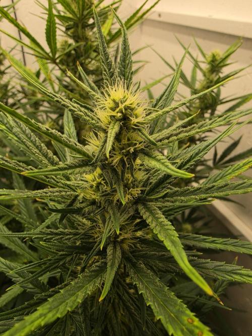 Banana Cream Cake XL Auto🍌?. Week 6 - Sonntag🍌💋