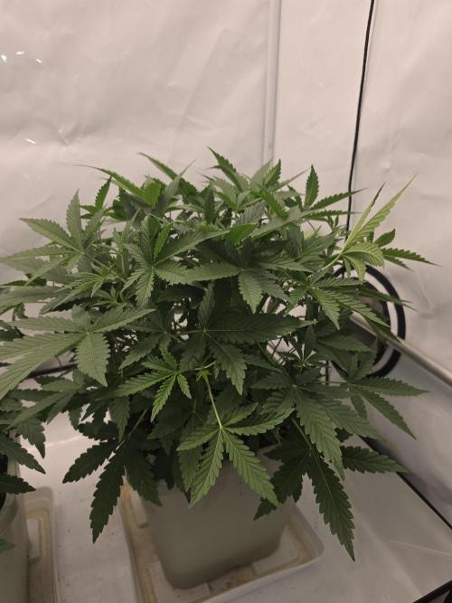 Sweet Seeds Runde🍌🥞🍒. Week 2 - Dienstag🍌