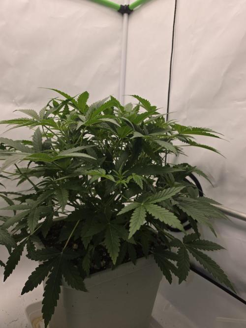 Sweet Seeds Runde🍌🥞🍒. Week 2 - Mittwoch🍌