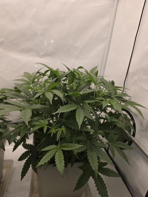 Sweet Seeds Runde🍌🥞🍒. Week 2 - Donnerstag🍌