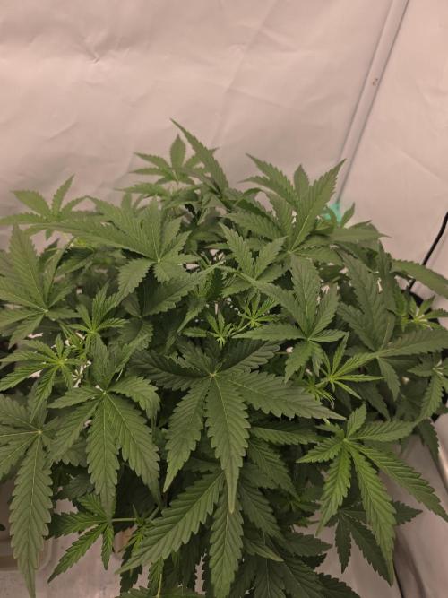 Sweet Seeds Runde🍌🥞🍒. Week 2 - Freitag🍌