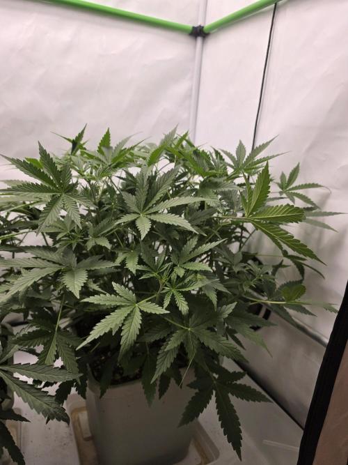 Sweet Seeds Runde🍌🥞🍒. Week 2 - Samstag🍌